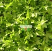 รูปภาพของ Hạt giống rau Xà Lách Oak Leaf Xanh (Xà Lách Sồi Xanh)