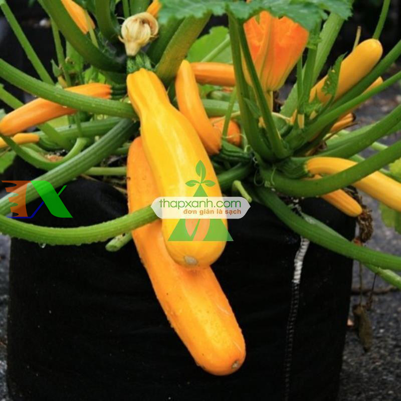 Hạt giống Bí Ngồi Vàng