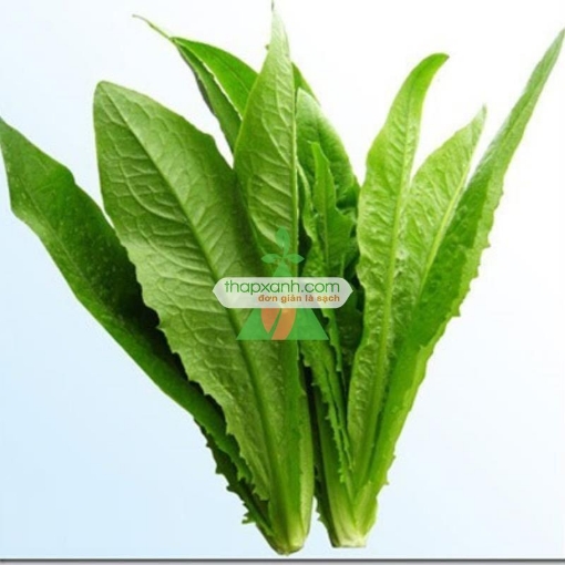 Ảnh của Hạt giống rau Diếp Nếp Xanh (Diếp Thơm)