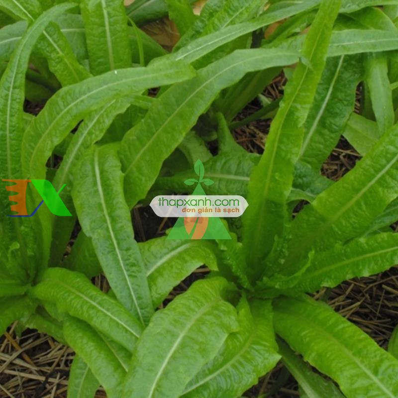 Hạt giống rau Diếp Nếp Xanh (Diếp Thơm)