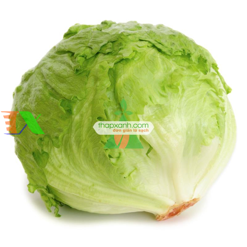 Hạt giống rau Xà Lách Búp Ice Berg (Xà Lách Búp Mỹ)