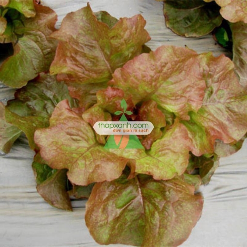 Gambar Hạt giống rau Xà Lách Đăm Đỏ (Xà Lách cuộn)