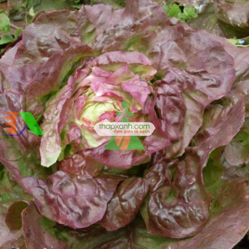 Hạt giống rau Xà Lách Đăm Đỏ (Xà Lách cuộn)
