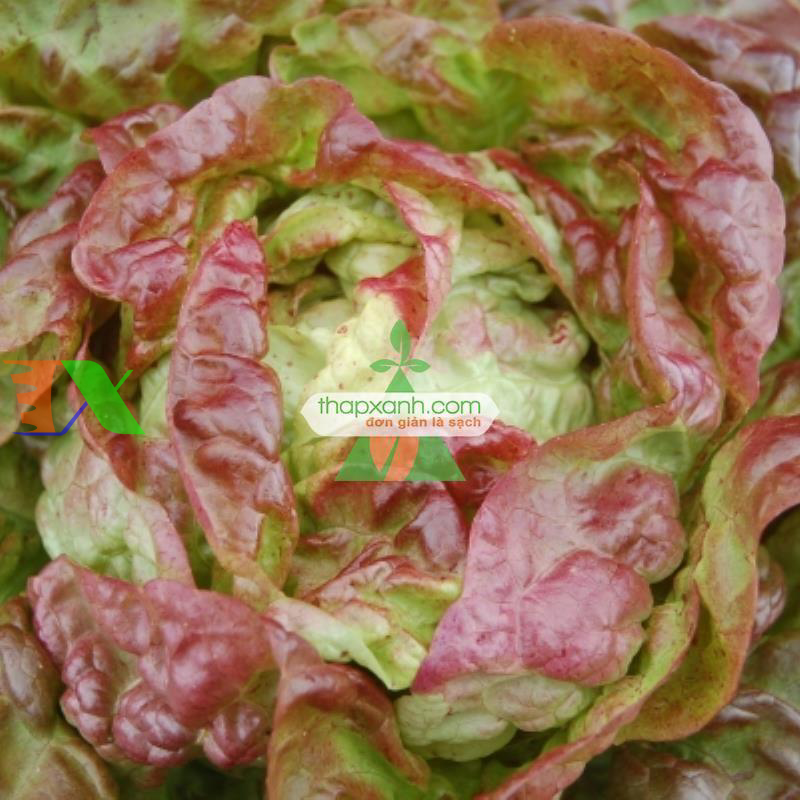 Hạt giống rau Xà Lách Đăm Đỏ (Xà Lách cuộn)