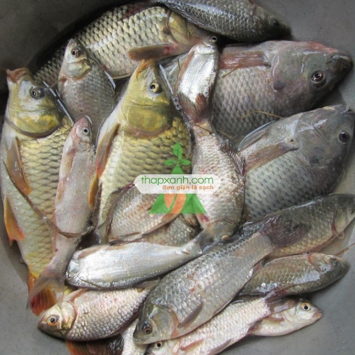 Gambar Cá rô phi đơn tính