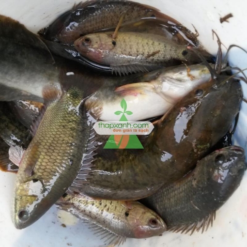 Gambar Cá rô ta (rô đầu vuông)