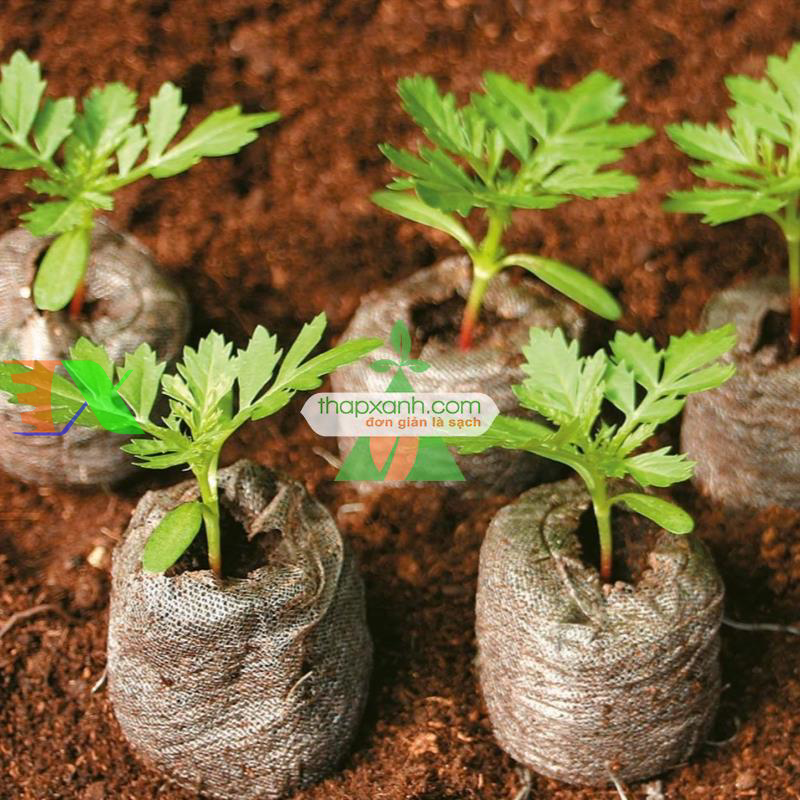 Viên nén xơ dừa ươm cây (Viên nén ươm hạt)