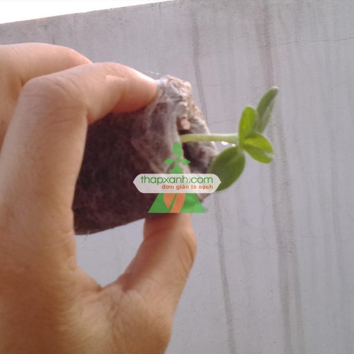 รูปภาพของ Viên nén xơ dừa, Viên nén ươm hạt, Hộp 200 viên nén mùn dừa ươm cây