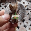 รูปภาพของ Viên nén xơ dừa, Viên nén ươm hạt, Hộp 200 viên nén mùn dừa ươm cây