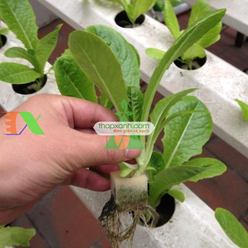 Mút xốp ươm hạt (d32 x h32)