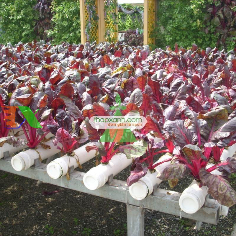 Mút xốp ươm hạt (d32 x h32)