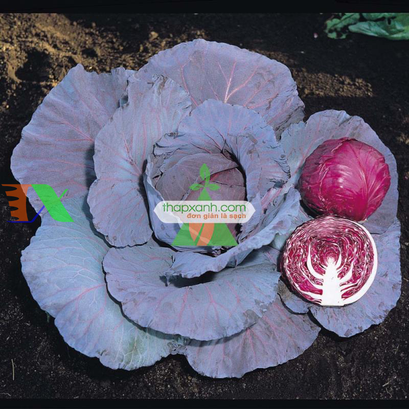 Hạt giống Bắp cải tím (Việt Nam)