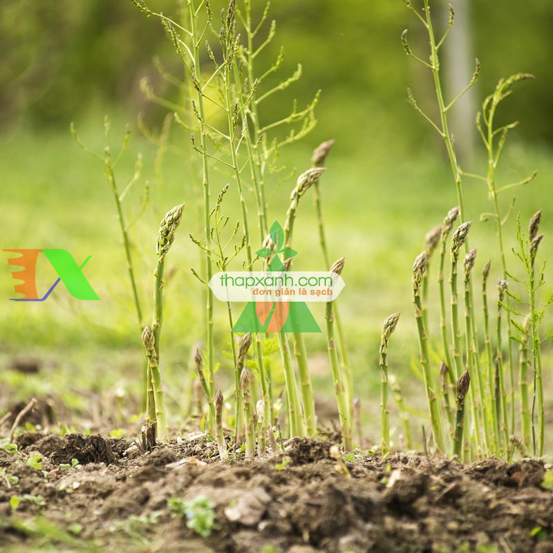 Hạt giống Măng Tây xanh