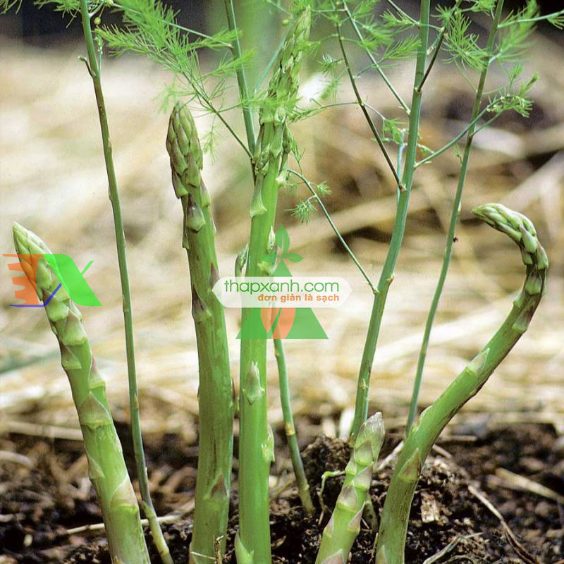 Hạt giống Măng Tây xanh