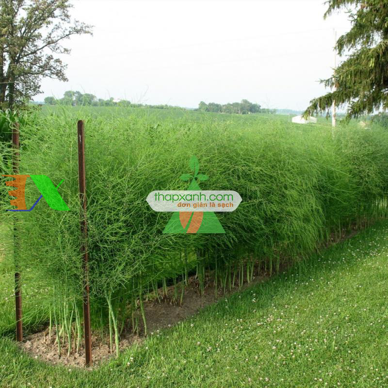 Hạt giống Măng Tây xanh