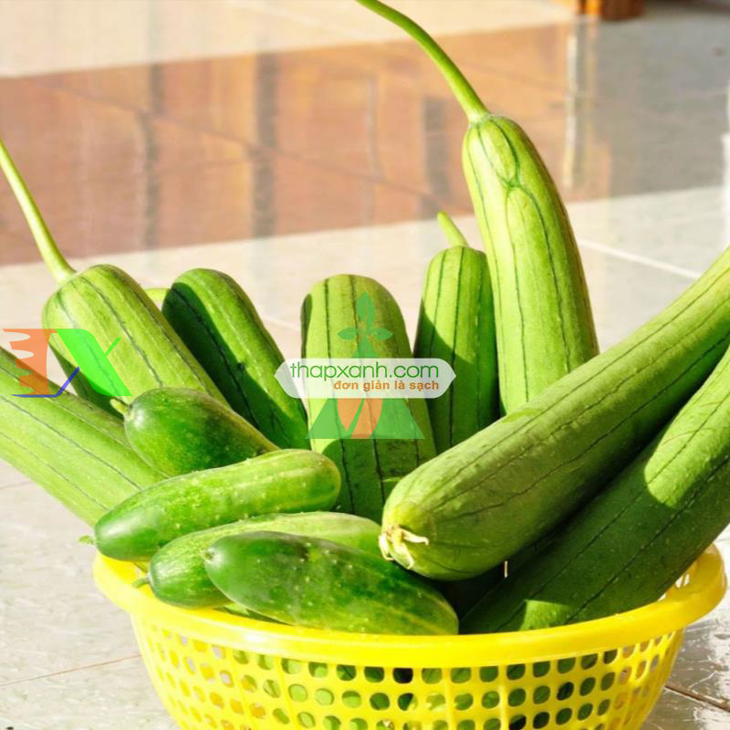 Hạt giống Mướp Hương Thái Lan
