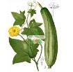 รูปภาพของ  Hạt giống Mướp Hương (TQ)