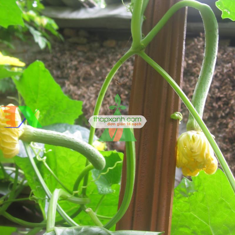 Hạt giống Mướp Hương Thái Lan