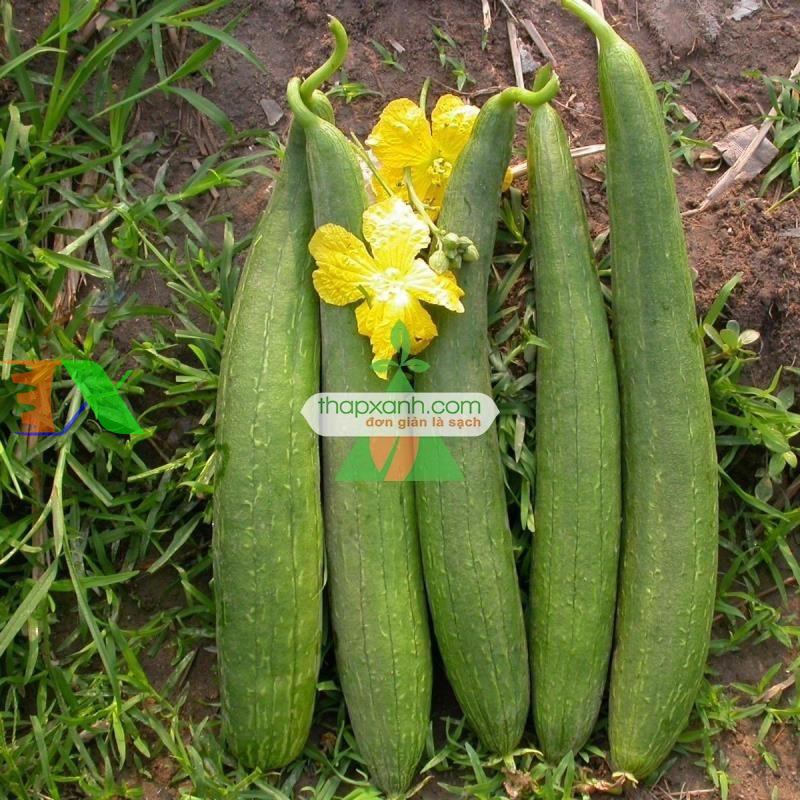 Hạt giống Mướp Hương Thái Lan