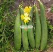 รูปภาพของ  Hạt giống Mướp Hương (TQ)