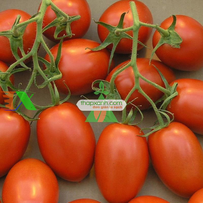 Hạt giống Cà Chua Bi dài (Cà Chua Nhót)