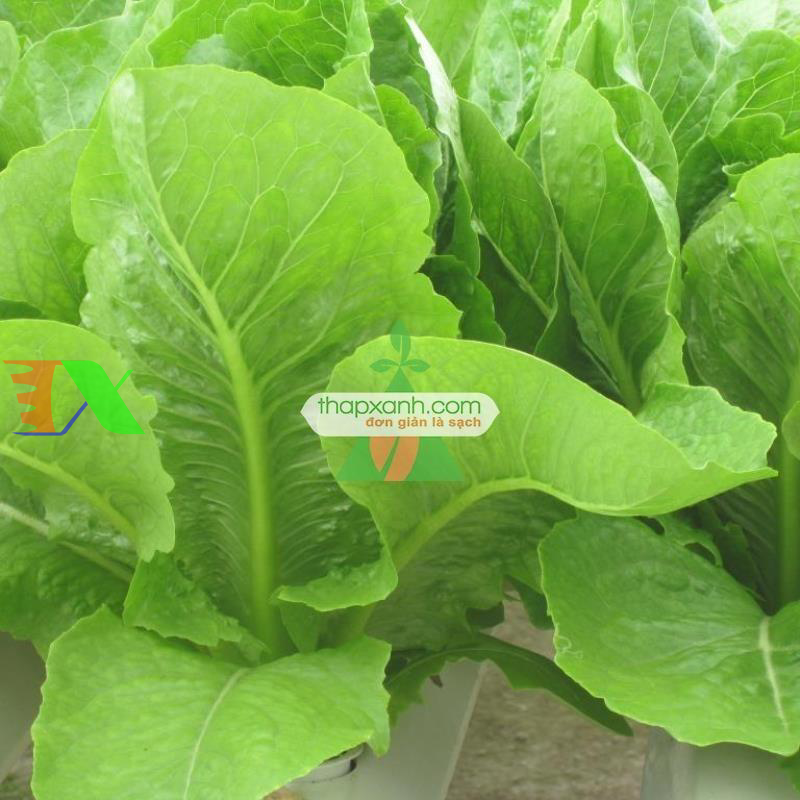 Hạt giống rau Xà Lách Romaine Đỏ