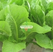 รูปภาพของ Hạt giống rau Xà Lách Romaine Xanh