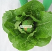 รูปภาพของ Hạt giống rau Xà Lách Romaine Xanh