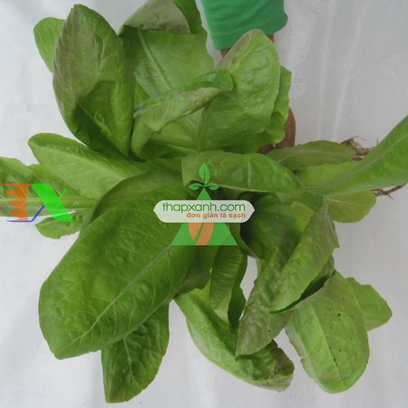 Hạt giống rau Xà Lách Romaine Đỏ
