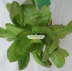 รูปภาพของ Hạt giống rau Xà Lách Romaine Xanh