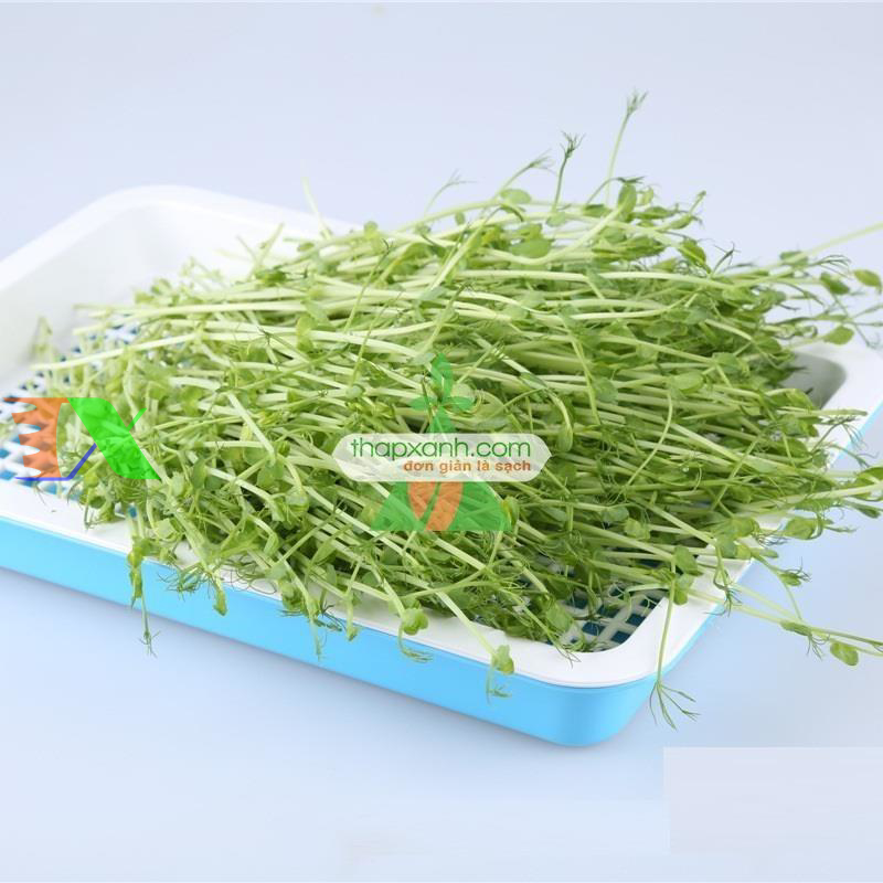 Khay trồng rau mầm thủy canh chuyên dụng (xanh)