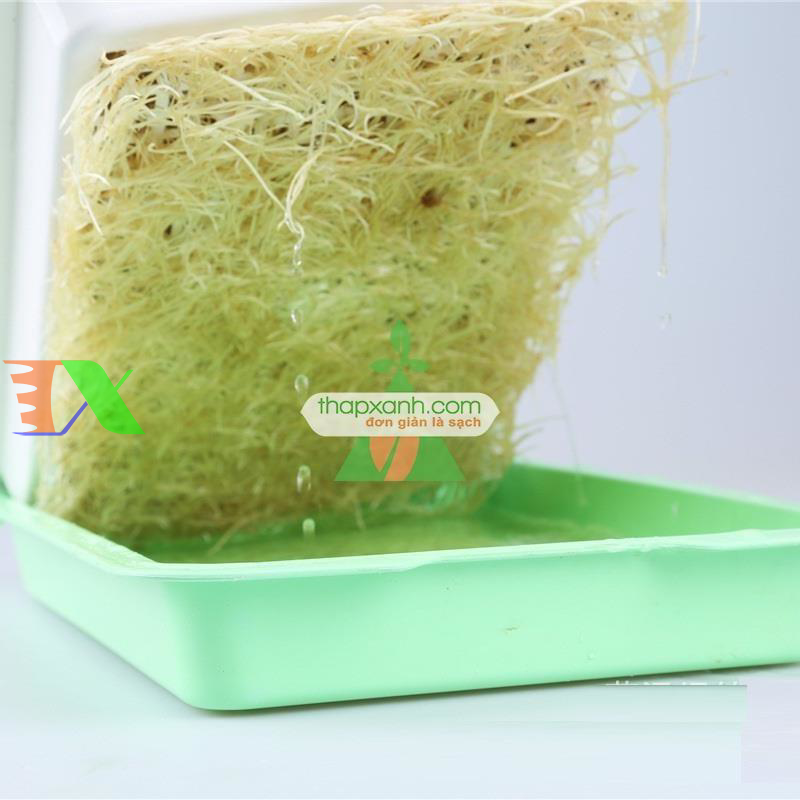 Khay trồng rau mầm thủy canh chuyên dụng (xanh)