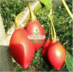 Gambar Hạt Giống Cà Chua Thân Gỗ Treto F1