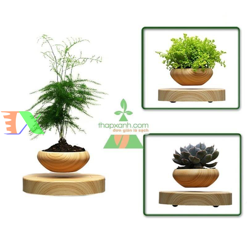 Chậu cây bay (Air bonsai) (gỗ)