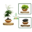 图片 Chậu cây bay (Air bonsai) (gỗ)