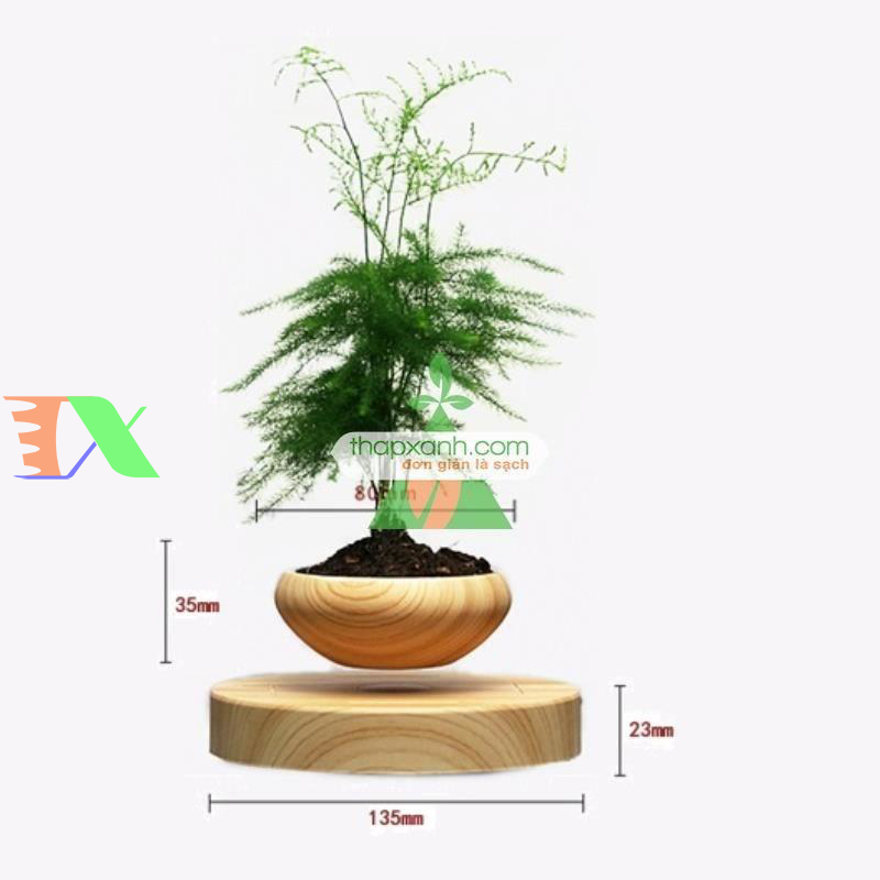 Chậu cây bay (Air bonsai) (gỗ)