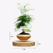 图片 Chậu cây bay (Air bonsai) (gỗ)