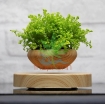 图片 Chậu cây bay (Air bonsai) (gỗ)