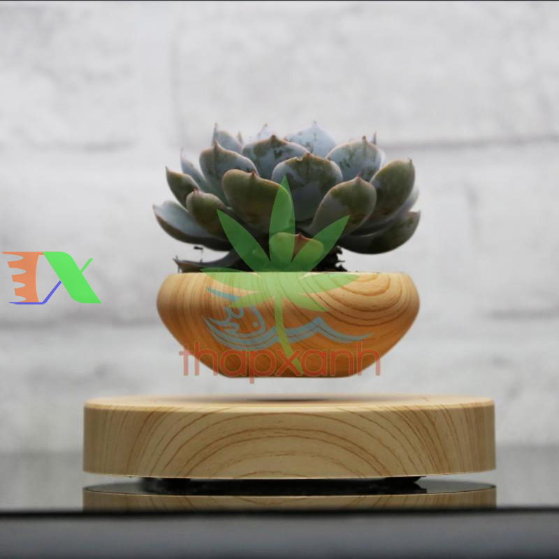 Chậu cây bay (Air bonsai) (gỗ)