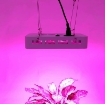 Picture of Đèn Led trồng cây đủ phổ GL-300W, Đèn led hỗ trợ trồng cây trong nhà, Led grow light