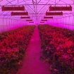 Picture of Đèn Led trồng cây đủ phổ GL-1800W, Đèn led hỗ trợ trồng cây trong nhà, Led grow light