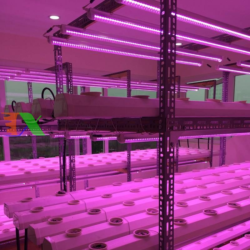 Led trồng cây, nuôi cấy mô 1.2m 15w