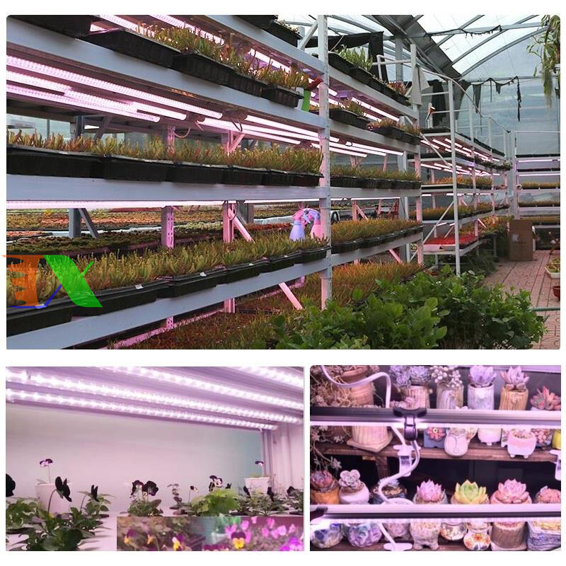 Led trồng cây, nuôi cấy mô 1.2m 15w