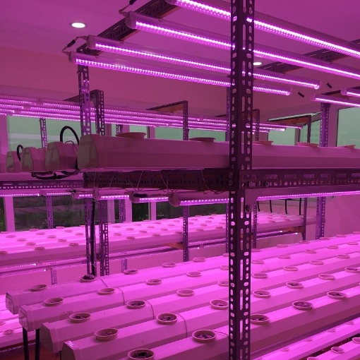 รูปภาพของ Đèn trồng cây T8-0609 9W, Đèn nuôi cấy mô, Đèn led trồng rau trong nhà (0.6m)