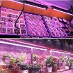 รูปภาพของ Đèn trồng cây T8-0609 9W, Đèn nuôi cấy mô, Đèn led trồng rau trong nhà (0.6m)