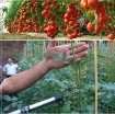 รูปภาพของ Máy thụ phấn Cà chua SUCA SC-8701, Dụng cụ hỗ trợ thụ phấn Cà chua, Máy thụ phấn trong nhà kính
