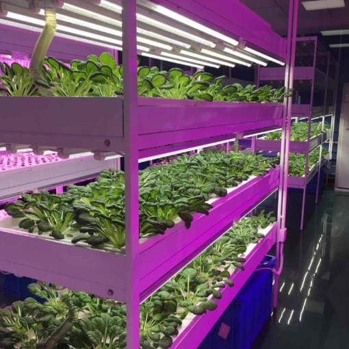 รูปภาพของ Đèn trồng cây T8-0618 18W, Đèn nuôi cấy mô, Đèn led trồng rau trong nhà (0.6m)