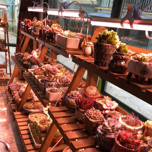 Ảnh của Đèn trồng cây T8-1236 36W, Đèn nuôi cấy mô, Đèn led trồng rau trong nhà (1.2m)