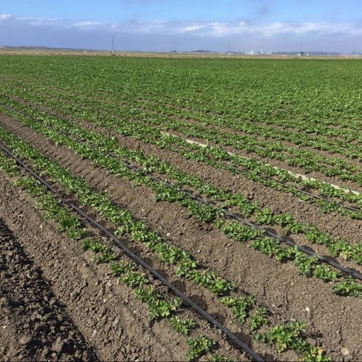 Gambar Dây tưới nhỏ giọt 1602.40.2L, Băng nhỏ giọt bù áp Dây bẹt PE, Mắt 40 cm, Dày 0.2 mm, 1000m