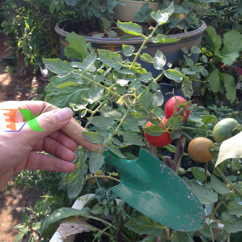 Xẻng làm vườn mini (Cán gỗ)